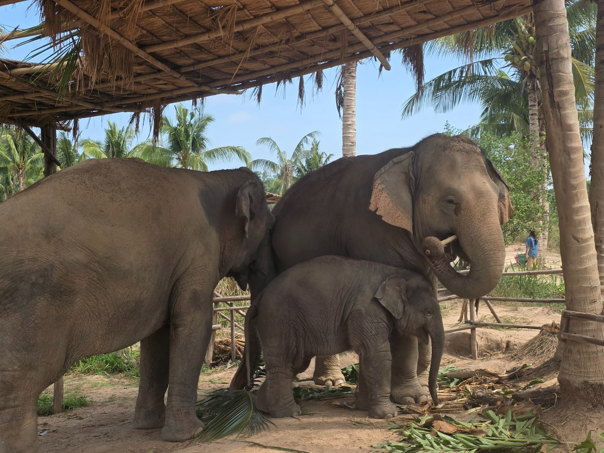 From Bangkok: Living Green Elephant Sanctuary Day Trip