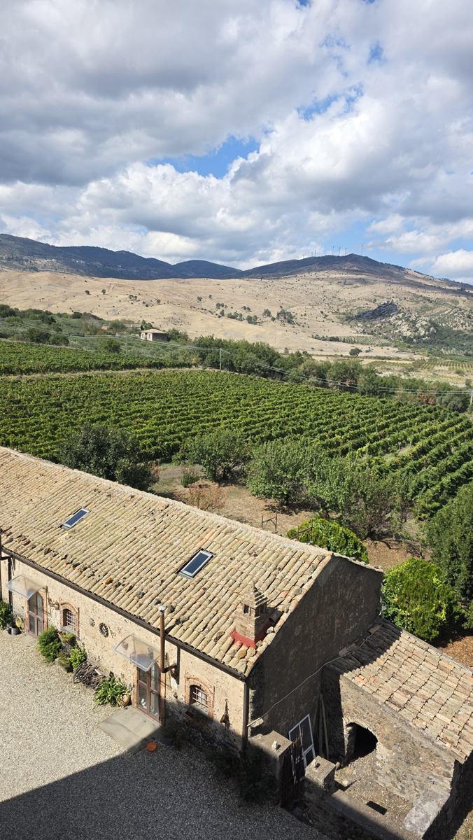 Buildings and vineyard rows at Feudo Vagliasindi.