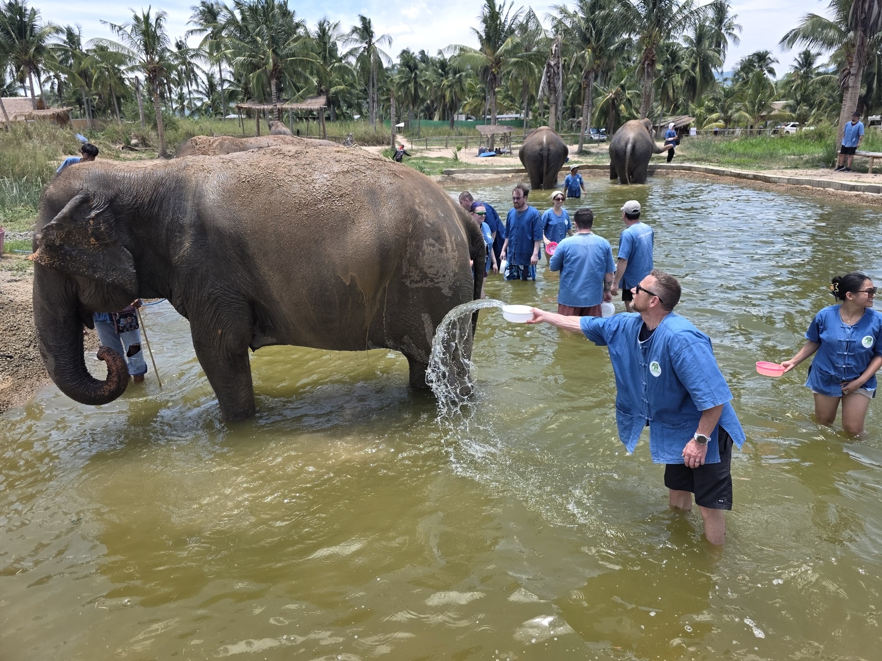 Elephants in the water at the sanctuary